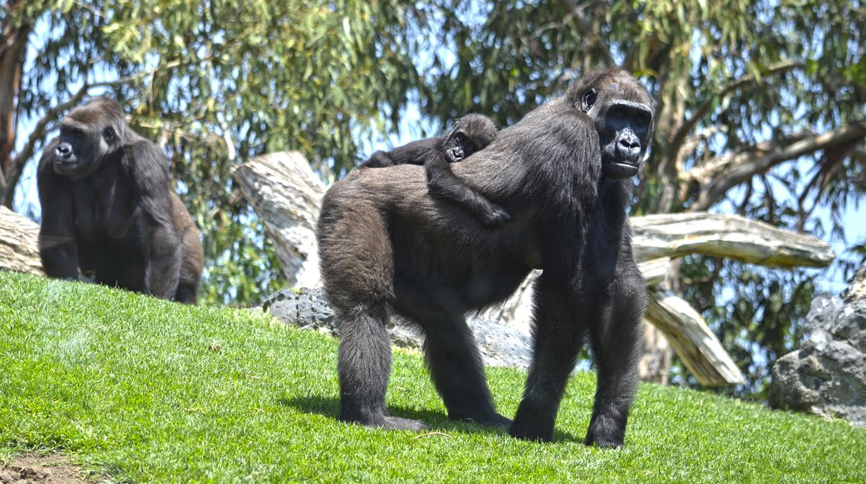 Mbeli, el gorila de once meses que ha fallecido en el Bioparc Valencia