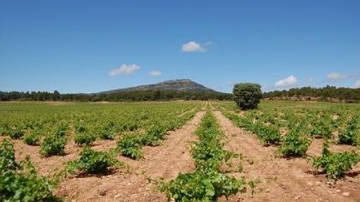 Cinco bodegas de Castilla-La Mancha, de oro en el Concurso Mundial de Bruselas