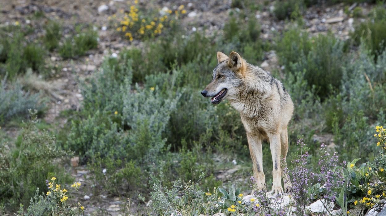 Lobo ibérico criado en samilibertad en Zamora