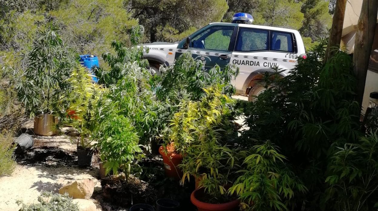 Varias de las plantas de marihuana intervenidas por la Guardia Civil