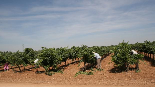 Las existencias de vino bajarán un 20% al final de esta campaña, según el sector