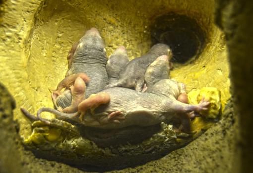 Imagen de las crías de ratas topo recién nacidas