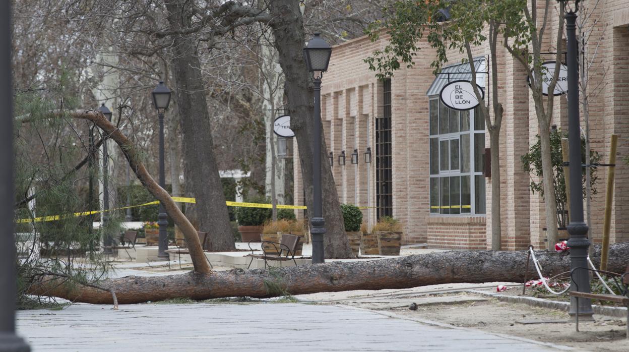 Árbol caído en uno de los paseos del parque de El Retiro