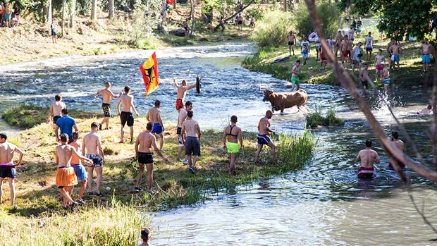 El alto caudal del río vuelve a impedir «las vacas por el Tajo»