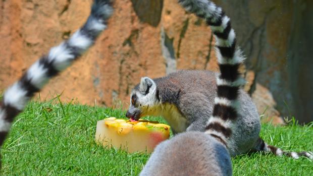 Helados y sorbetes de muesli: el plan contra el calor para los animales de Bioparc Valencia