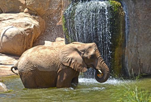 Imagen de un elefante en el lago