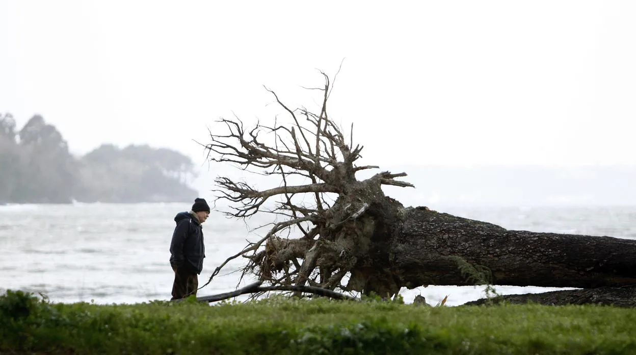 Un hombre observa un árbol derribado por el viento en A Coruña, Galicia