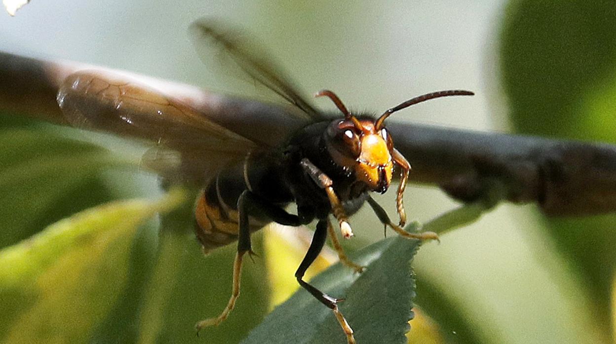 Ejemplar de avispa velutina, de mayor tamaño que la autóctona