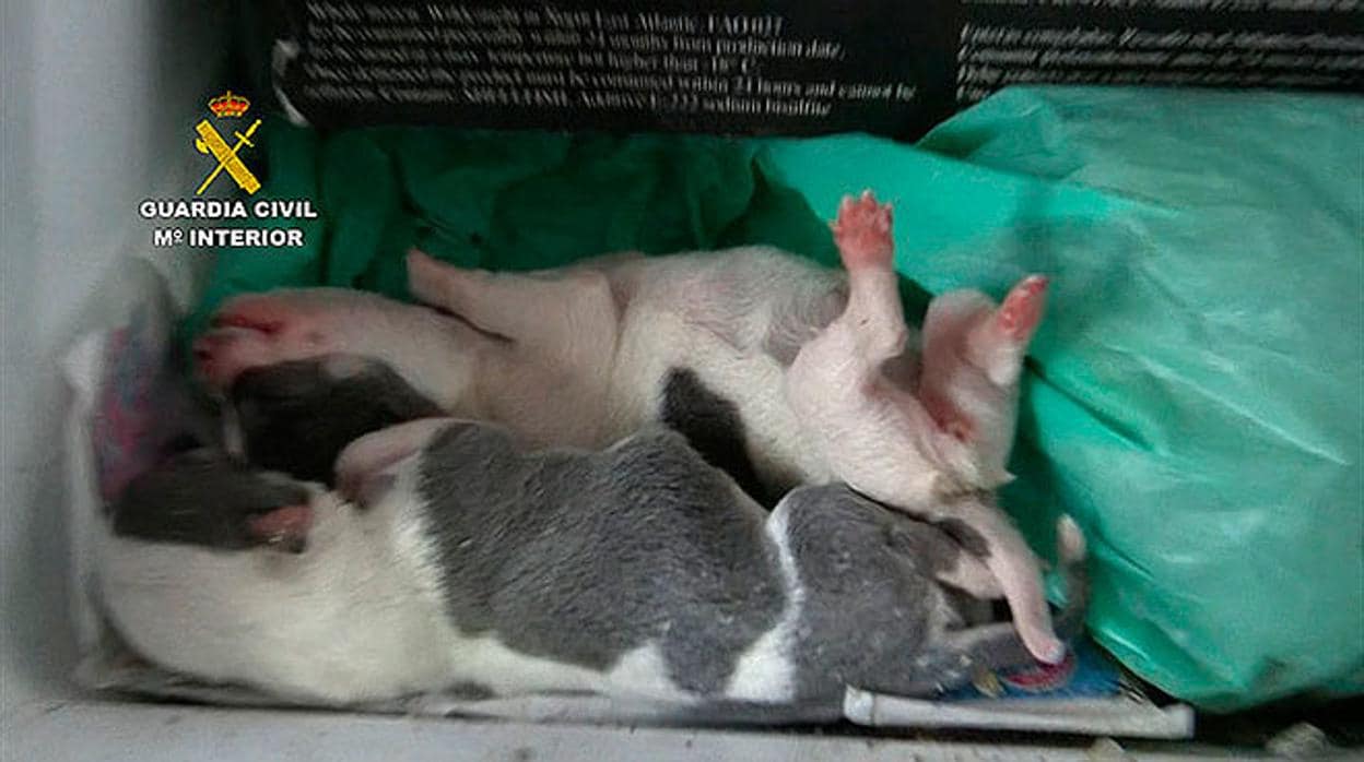 Imagen de los perros rescatados en el criadero ilegal