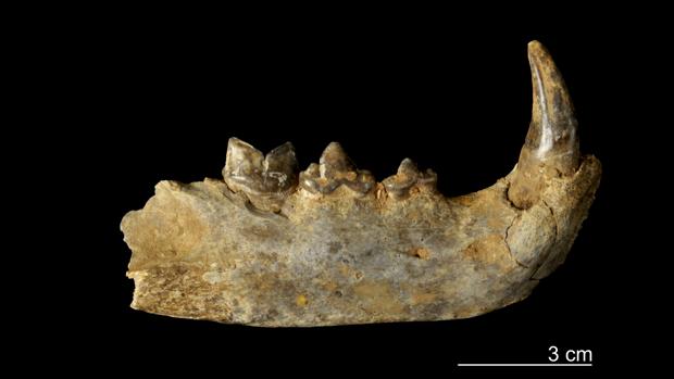 Una trampa natural explotada por neandertales descubre todo un catálogo fósil de la fauna de hace 110.000 años