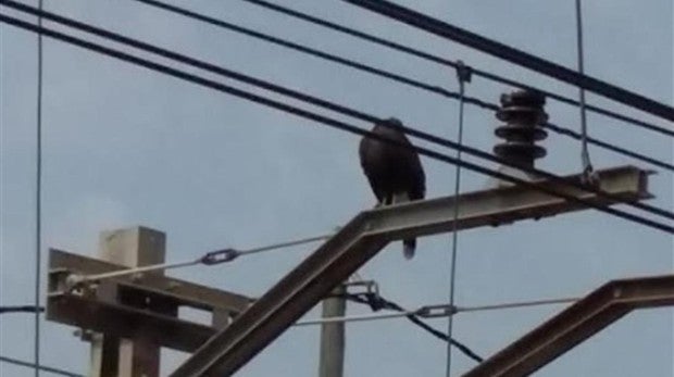 Un águila interrumpe la línea 2 del metro en Paterna al engancharse en una catenaria