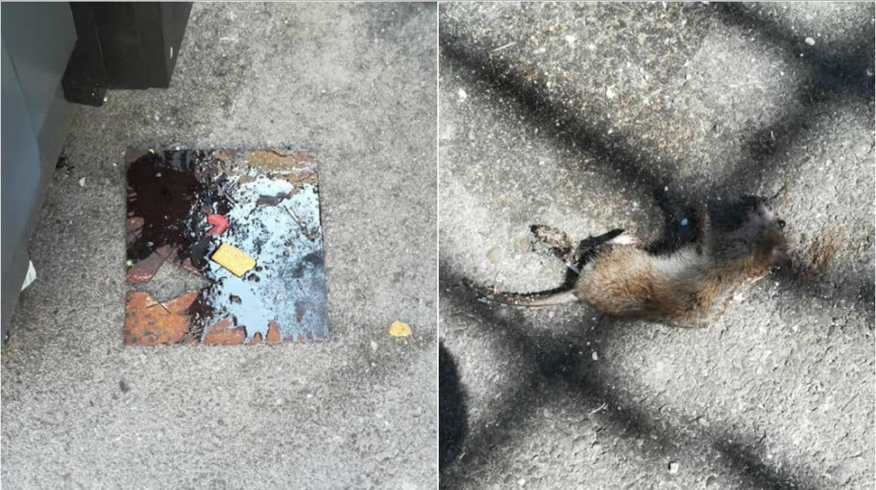 A la izquierda, una de las trampas corrosivas; a la derecha, una rata muerta