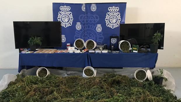 Once detenidos en Valladolid dedicados al cultivo de marihuna y distribución de droga