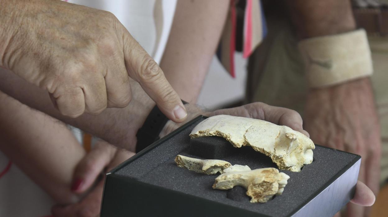 Cráneo encontrado en Atapuerca