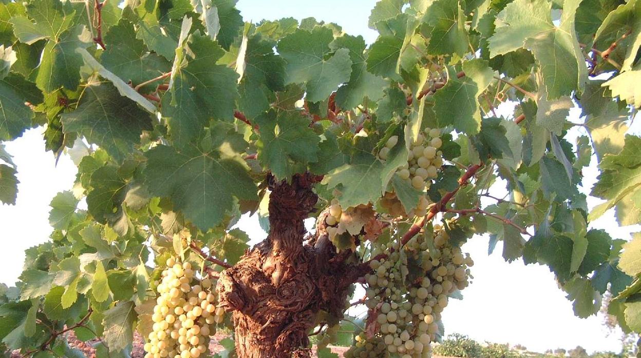 Cepa de uva blanca en un viñedo de Castilla-La Mancha