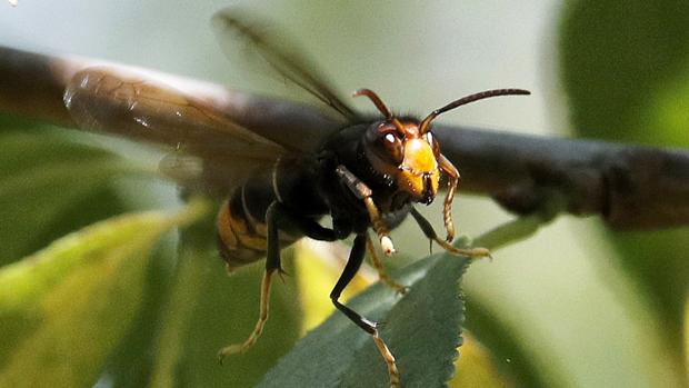 Ingresa con pronóstico reservado una nueva víctima de velutina