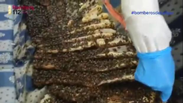 Asaltan el chalet de una familia madrileña y les dejan en el sofá un enjambre de 25 kilos abejas