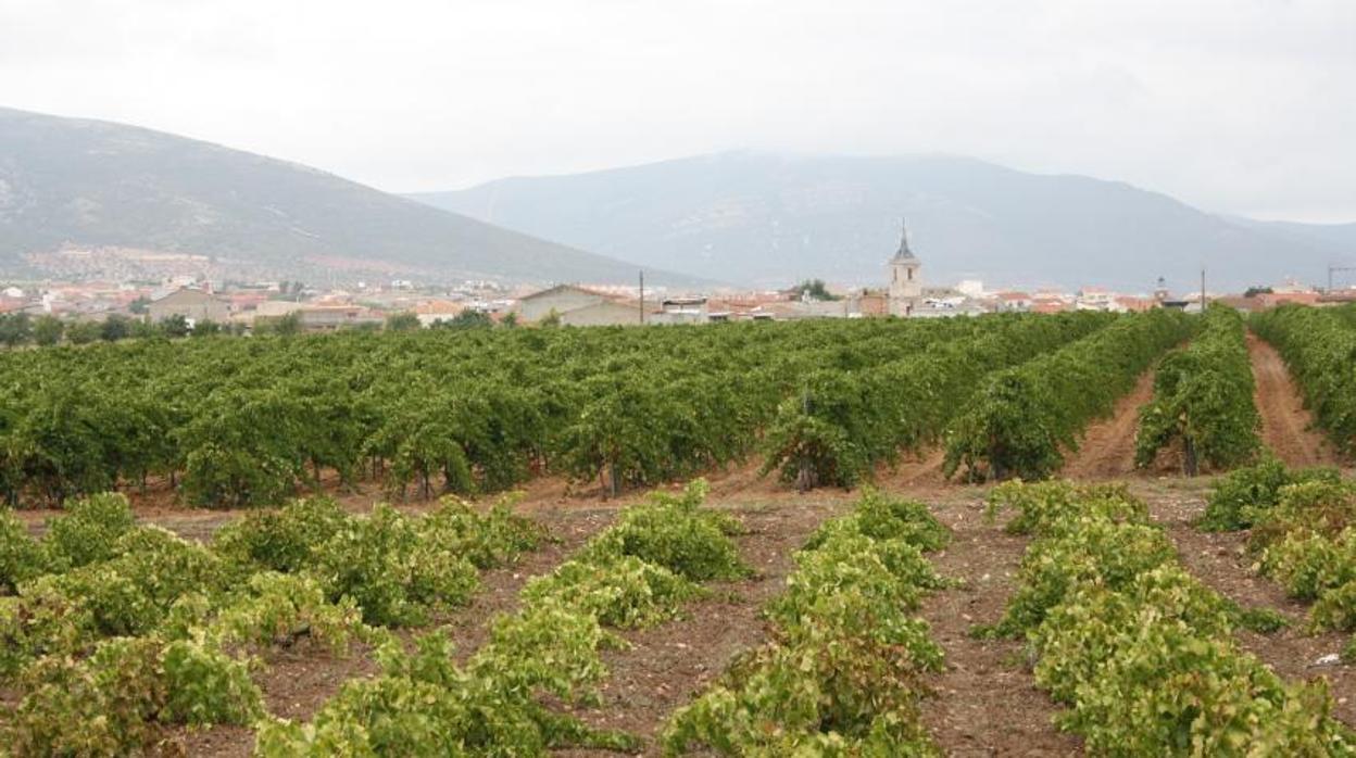 El pasado año se obtuvo una coscecha de 19,53 millones de hectolítros de vino y mosto en Castilla-La Mancha