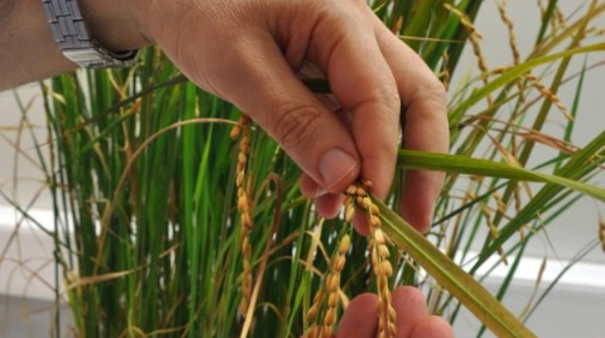 Científicos del proyecto con una planta de arroz