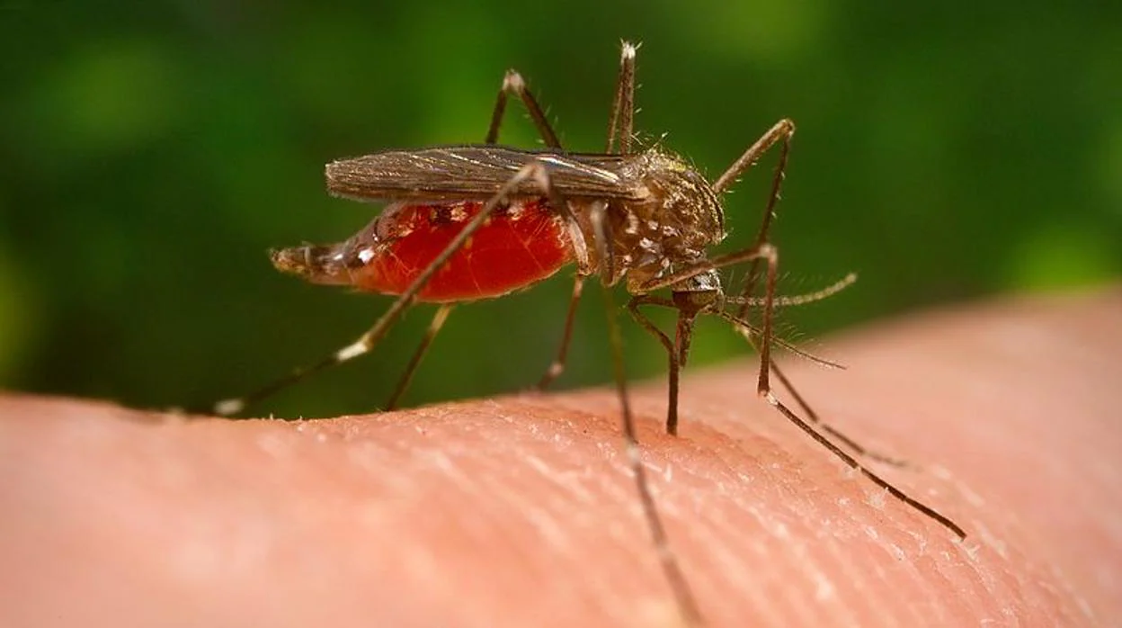 Un ejemplar del Aedes japonicus