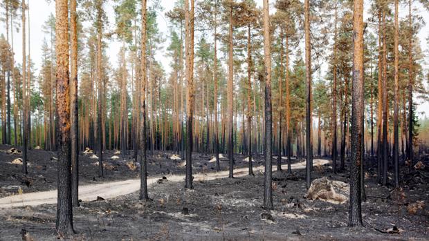 La Junta declara alerta por riesgo de incendios en Castilla y León hasta el domingo