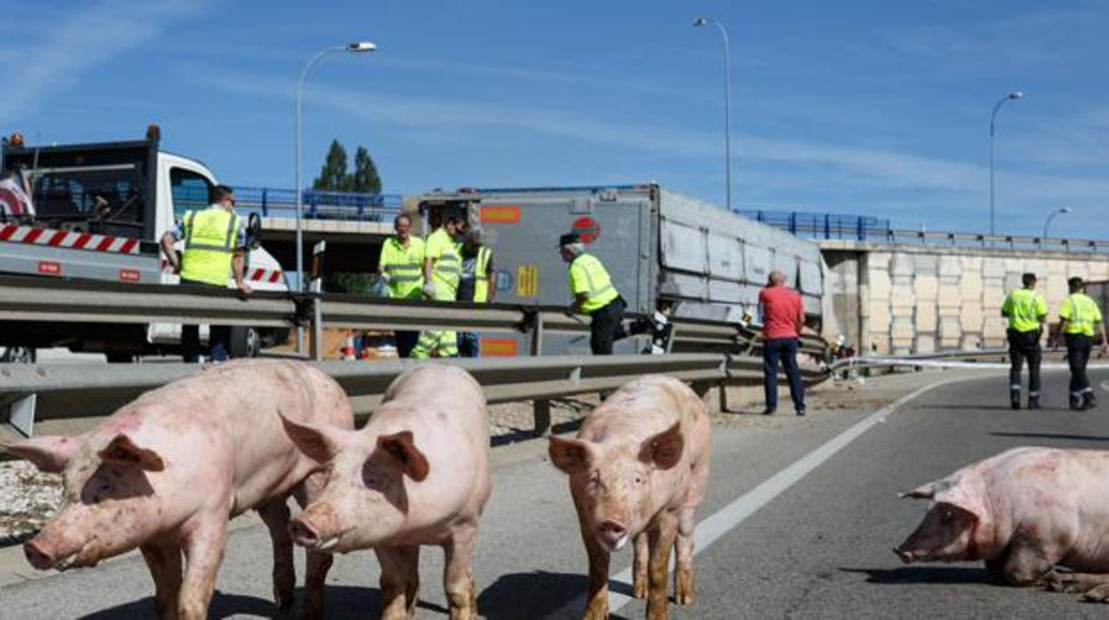 Los cerdos se han quedado en la calzada, excepto en Fuentes que algunos han escapado