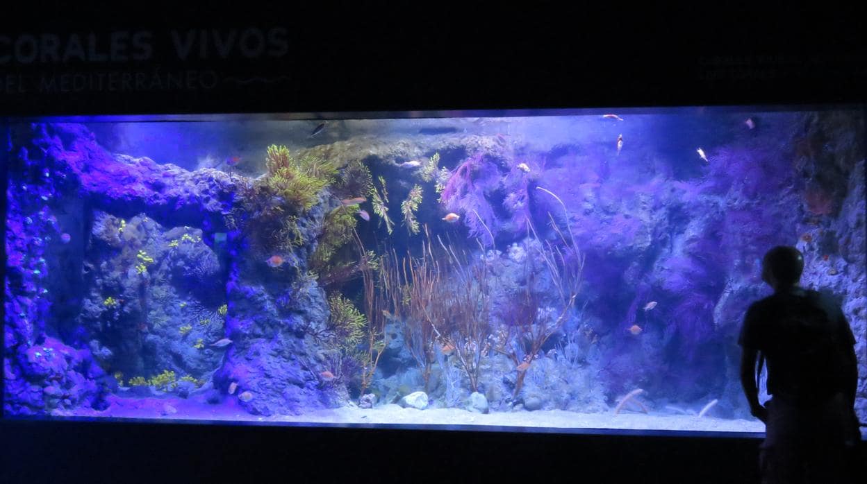 El nuevo tanque con corales del Oceanogràfic de Valencia