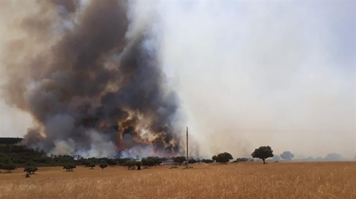 Controlado un incendio en una zona de bosque de Almuradiel