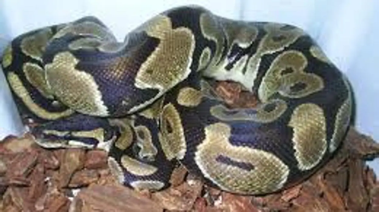 Encuentra una serpiente pitón de un metro de largo en el baño de su casa de Ciempozuelos