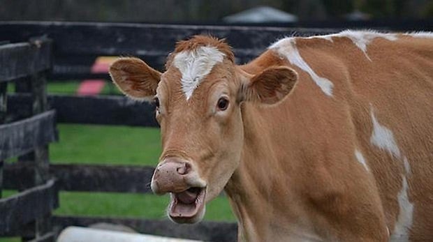 Muere un hombre aplastado por una vaca en Bárcena de Cicero