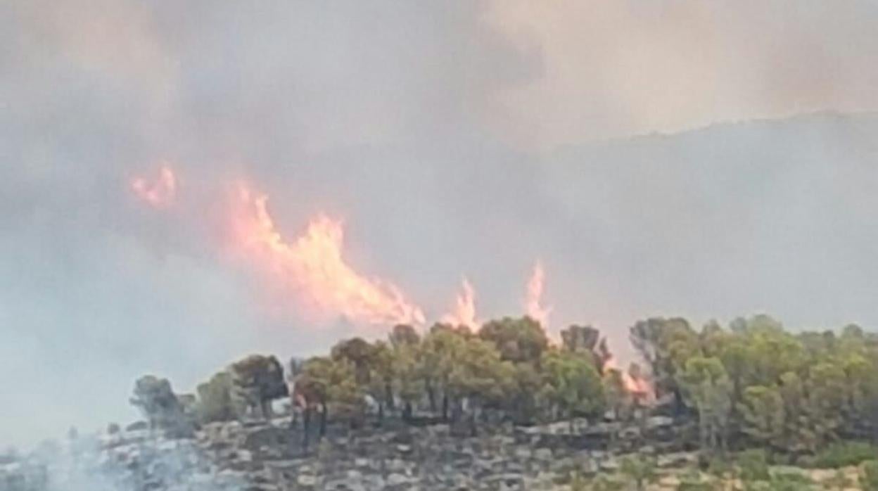 Zona afectada por el incendio de Llutxent