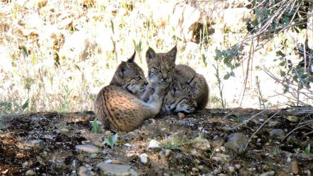 Castilla-La Mancha cuenta, al menos, con 16 nuevas crías de lince ibérico nacidas en libertad