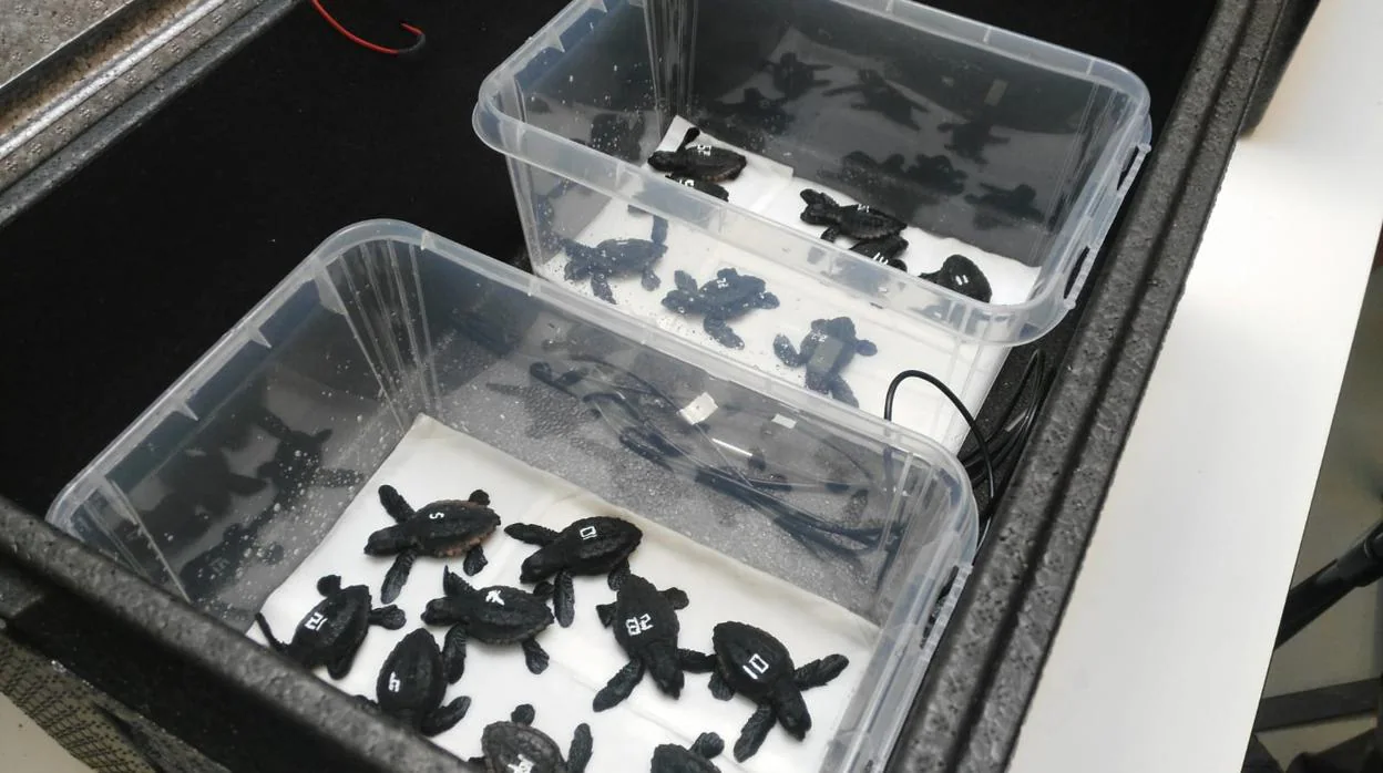 Las 25 tortugas nacidas en las incubadoras del CRAM