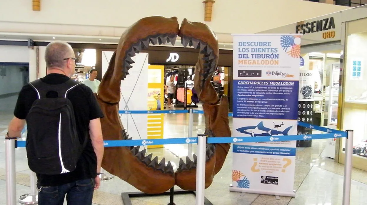 Un visitante observa la boca reconstruida del tiburón más grande de la historia, con cuatro dientes auténticos