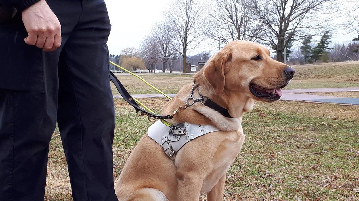 Usuarios de perros guía piden acceso a todas las zonas turísticas y servicios canarios de transportes