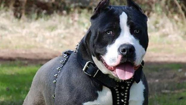 Dos heridos leves por mordedura de un perro en Guadalajara