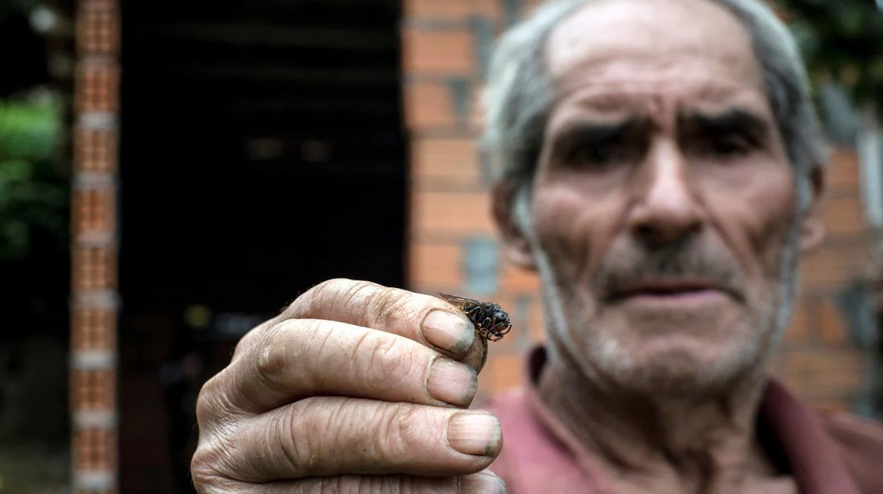 Un hombre muestra a cámara una avispa velutina