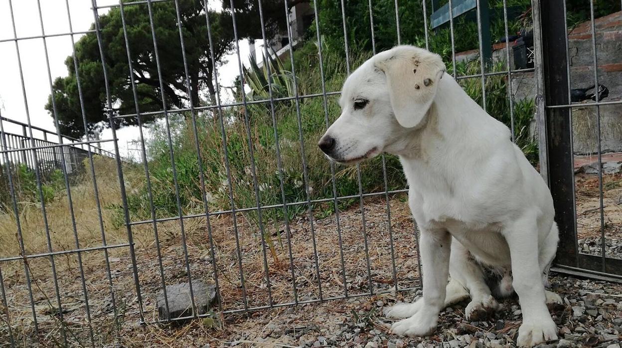 Uno de los perros rescatados por la entidad