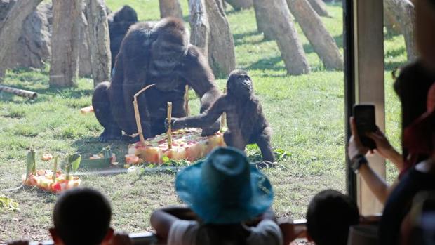 Cumpleaños de Virunga, la gorila de una especie en peligro crítico de extinción
