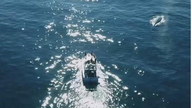 El impresionante vídeo de una ballena azul que surca las Islas Cíes