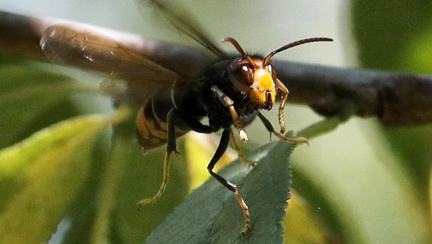 Capturados cerca de 3.000 ejemplares de avispa asiática sólo en el municipio de La Coruña