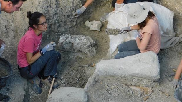 Estudian los restos de un dinosaurio que pueden ser de una nueva especie