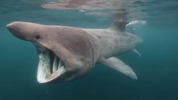 El enigma del tiburón de diez metros habitual en Canarias