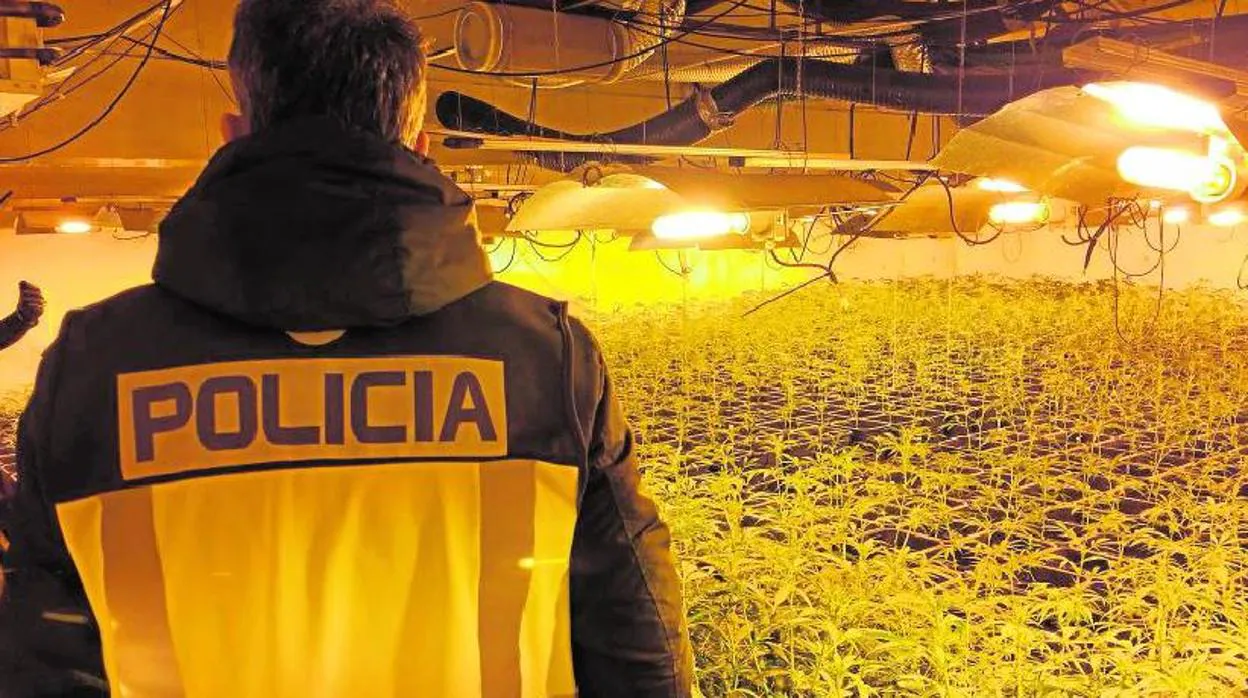 Mafias chinas ganan 100 millones con la venta de marihuana al Reino Unido
