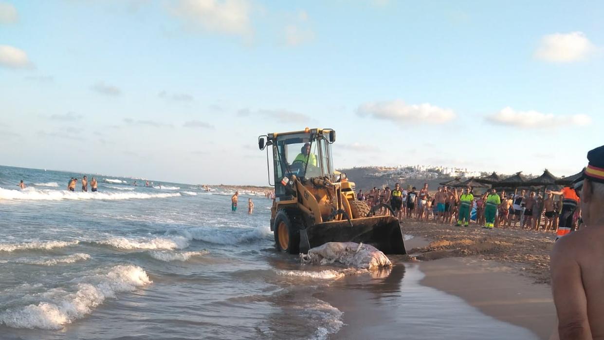 Imagen de la vaca, que ha tenido que ser retirada con una máquina