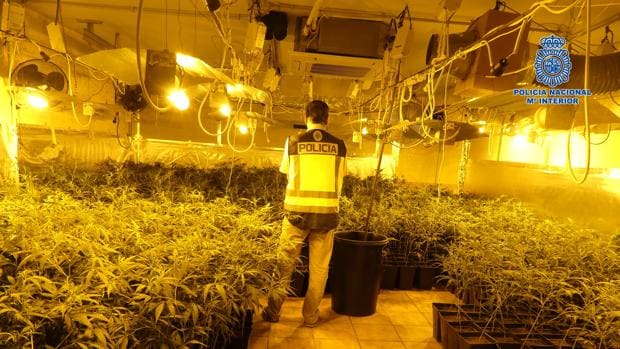 Desmantelado un laboratorio clandestino donde se cultivaba marihuana