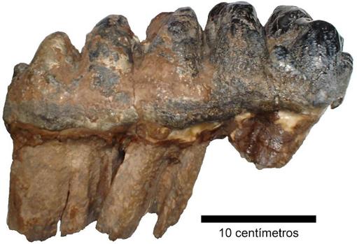 rRestos analizados de gonfotéridos