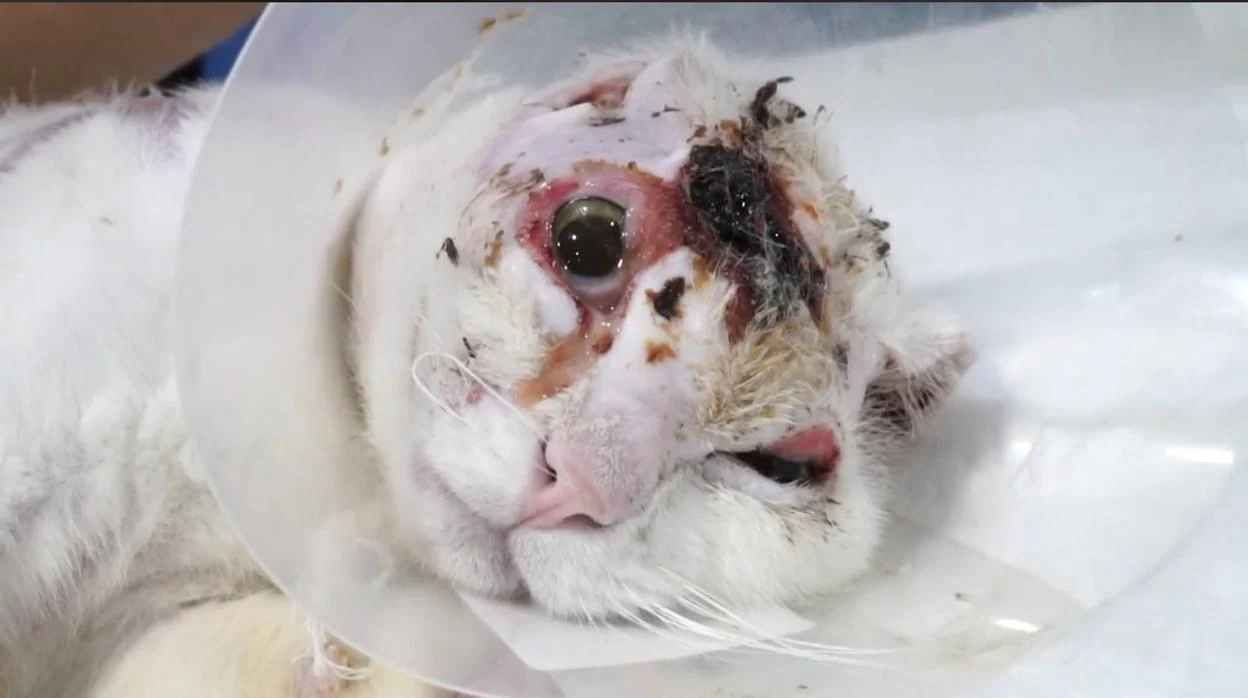 Llamamiento desesperado para salvar la vida del gato quemado vivo en Baiona