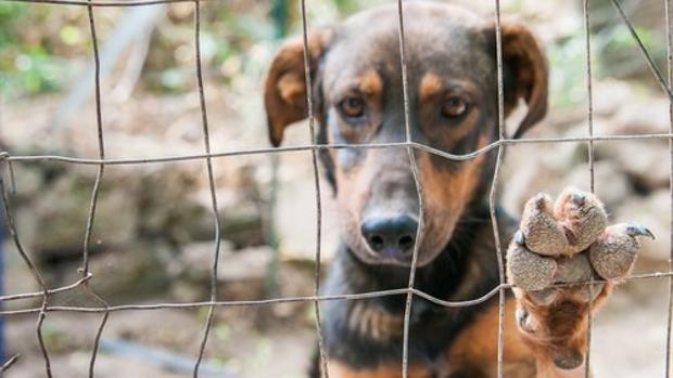 Una menor vivía con el cadáver de un perro que mataron sus padres hace tres meses en Valladolid