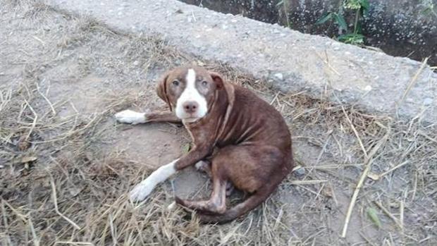 Un perro aguarda toda la noche junto a un anciano con alzhéimer desaparecido en Burriana